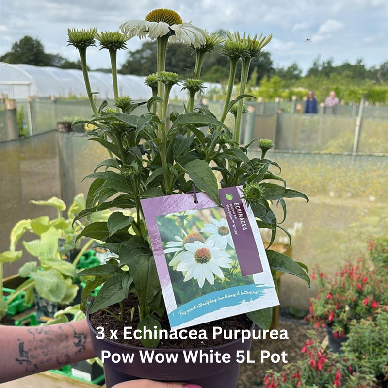 12 x Late Summer Flowering Perennial Border Pack 1