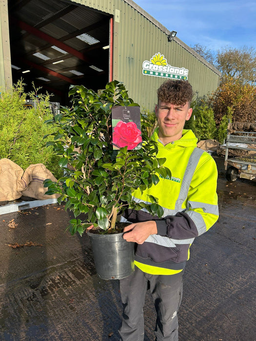 Camellia Japonica Fircone 7 Litre Pot