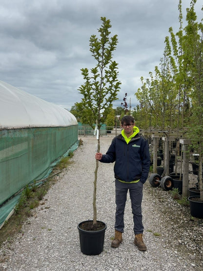 Magnolia loeb. Merrill 8-10cm Girth Standard