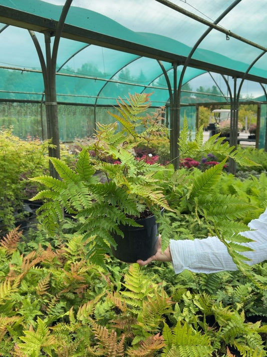 Dryopteris erythrosora - Autumn Fern 2 Litre Pot