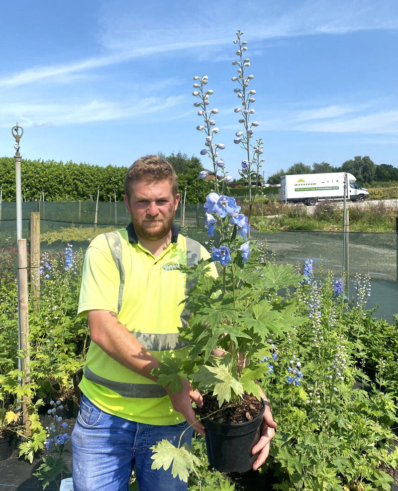 Delphinium Blue White Bee 3 Litre Pot