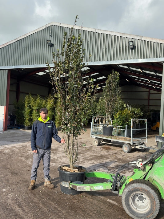 Parrotia Persica Multistem 275-300cm 130 Litre Pot