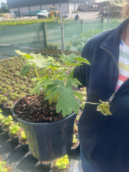 Delphinium White Dark Bee 11cm  Pot