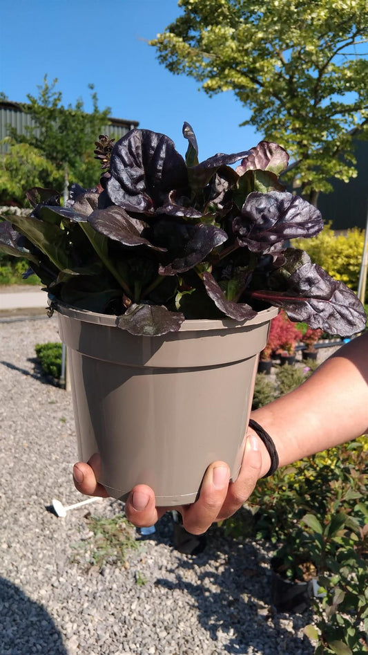 Ajuga Black Scallop 2 Litre Pot