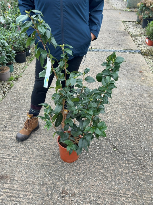 Camellia Japonica Oki No Nami 4 Litre Pot
