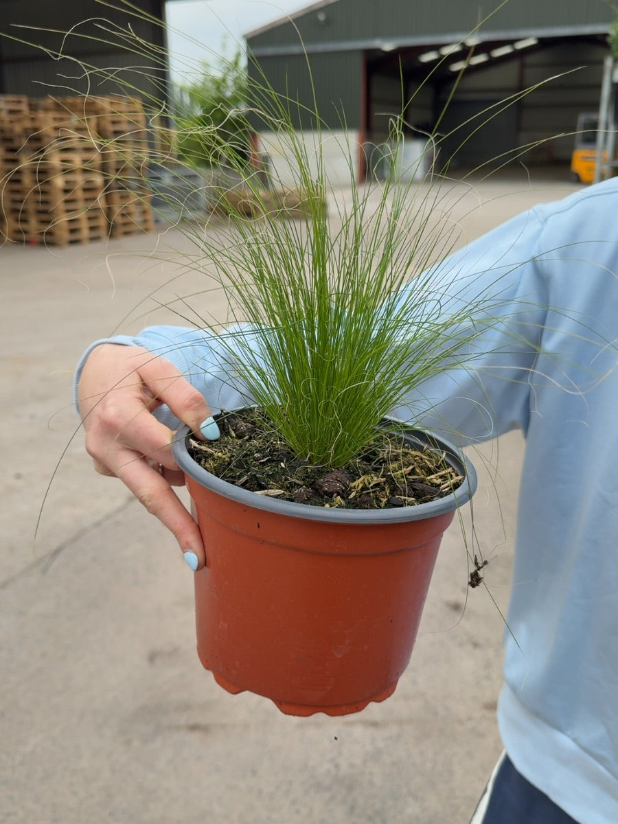 Stipa Tenuissima Pony Tails 2 Litre Pot