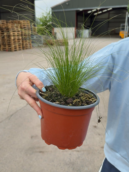 Stipa Tenuissima Pony Tails 2 Litre Pot