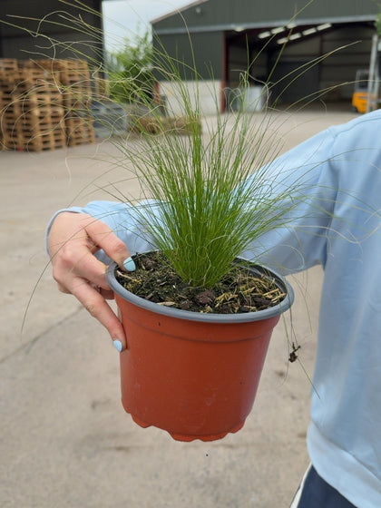 Stipa Tenuissima Pony Tails 2 Litre Pot