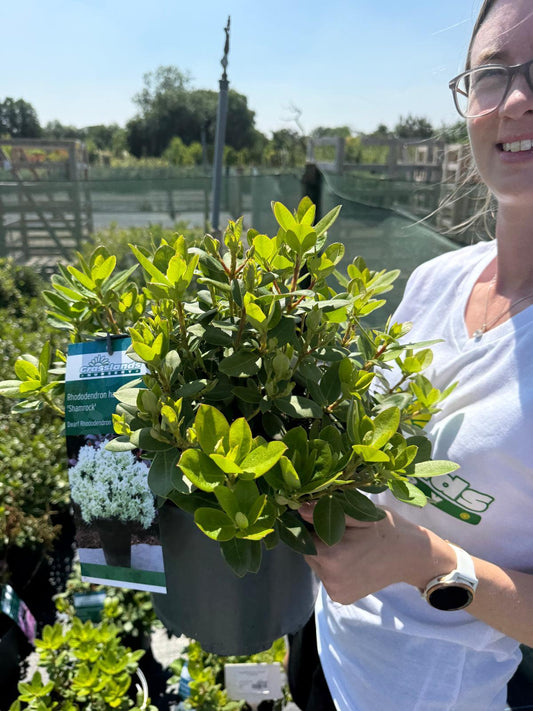 Rhododendron hanc. Shamrock 5 Litre Pot