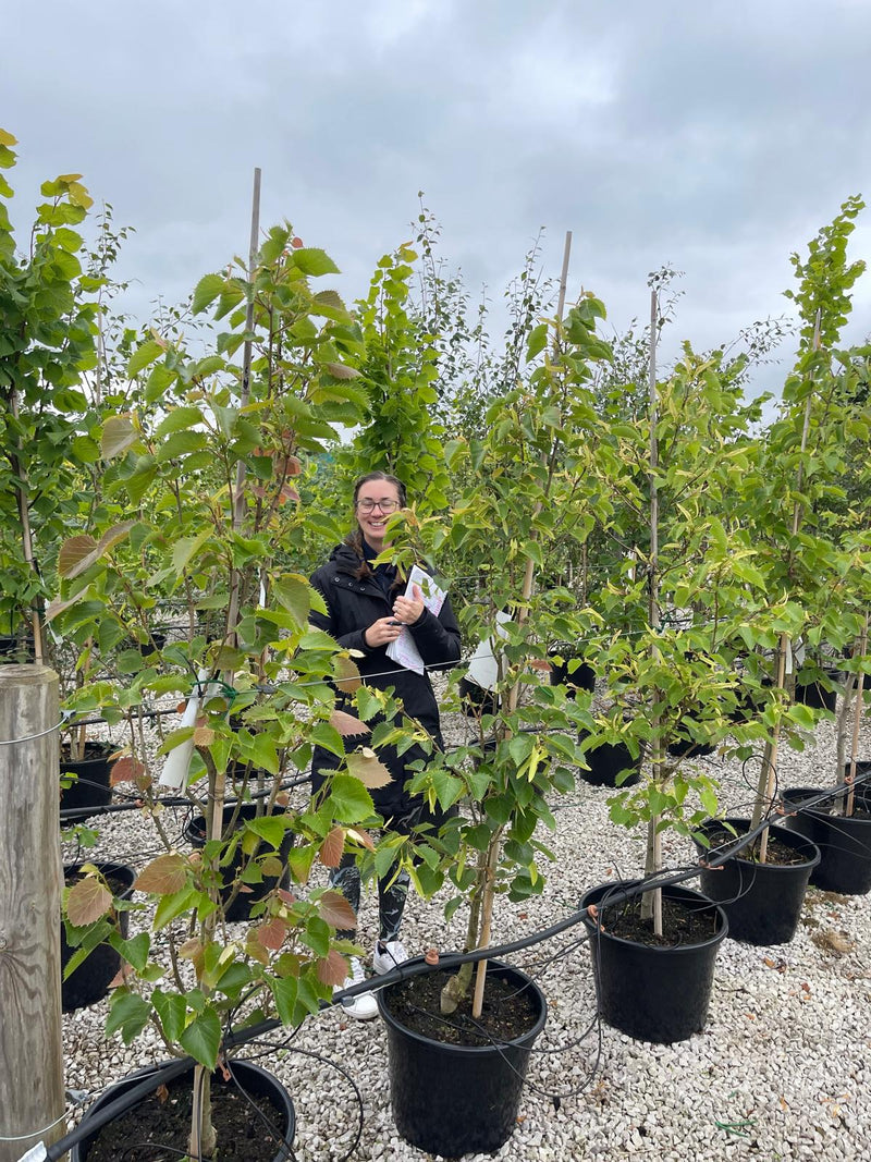 Tilia Henryana 30 Litre Pot