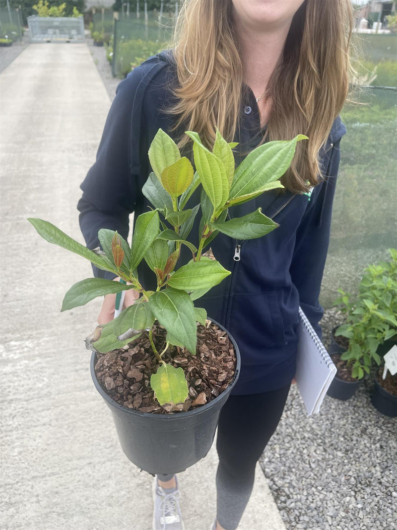 Viburnum Davidii 3 Litre Pot