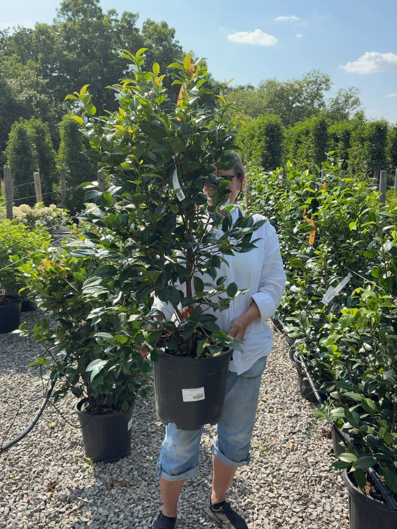Camellia Japonica Black Lace 18 Litre Pot