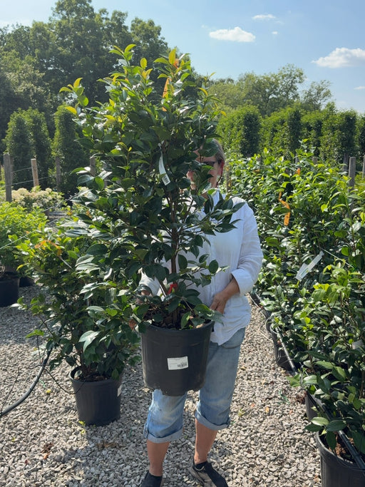 Camellia Japonica Black Lace 18 Litre Pot