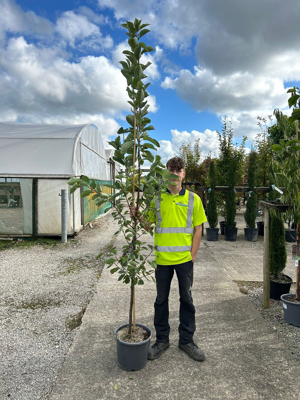 Prunus padus Le Thouriel 15 Litre Pot