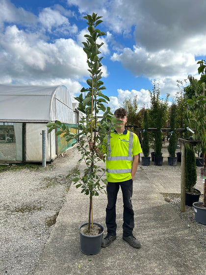 Prunus padus Le Thouriel 15 Litre Pot