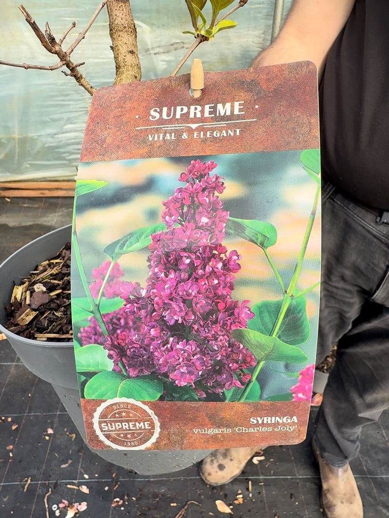 Syringa Charles Jolly 4 Litre Pot 40/60cm