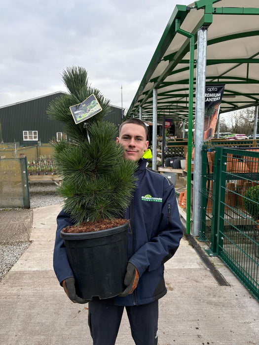 Pinus thunbergii 'Thunderhead' 18 Litre Pot
