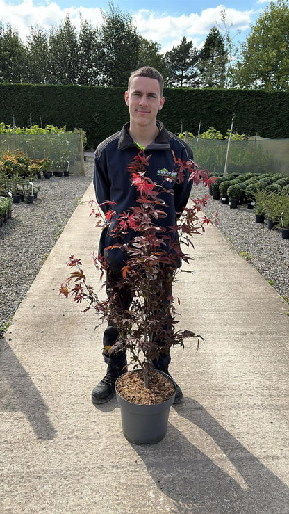 Acer palmatum Atropurpurea 12 Litre Pot 100/125cm Tall