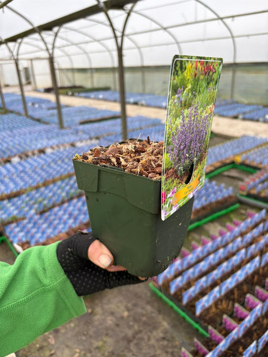 Nepeta Cats Pajamas 11cm Pot