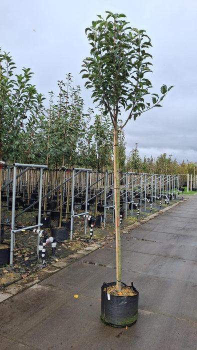 Apple Elise 10/12cm Girth Pot Grown