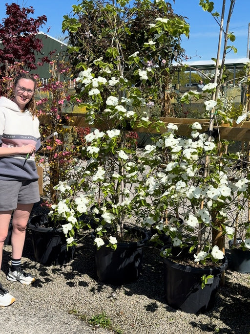 Cornus Nuttallii Eddies White Wonder 50 Litre Pot 175cm