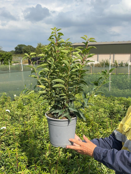 Prunus L. Myrtifolia Portuguese Laurel 4.5 Litre Pot 50/60cm