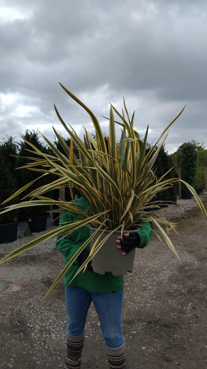 Phormium Tenax Golden Ray 15 Litre Pot