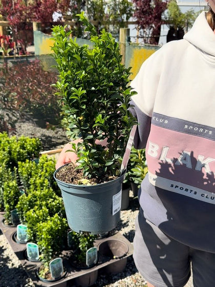 Pallet Deal Euonymus japonicus Green Spire 2 Litre Pot x 100 Plants