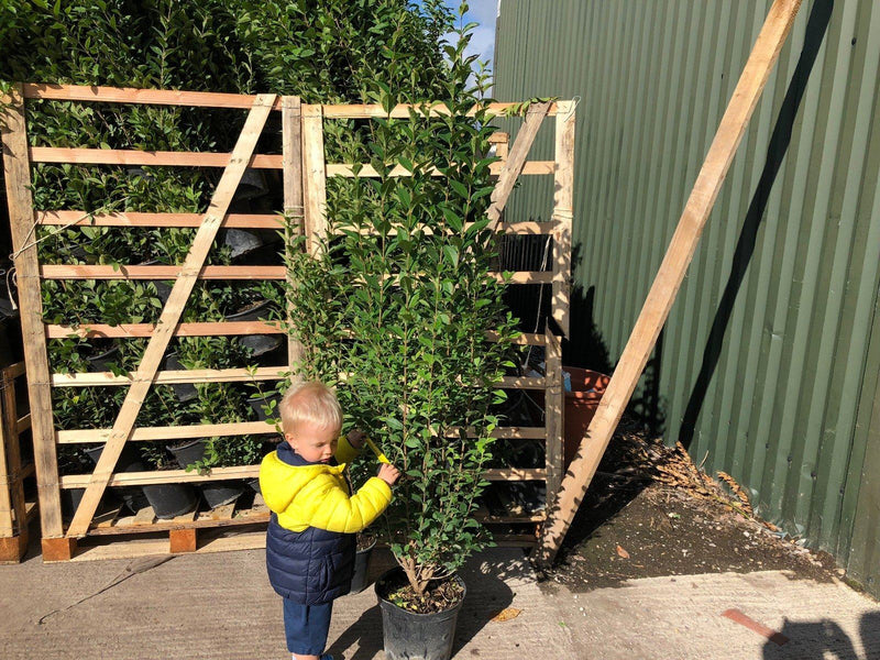Green Privet 10 Litre 125-150cm