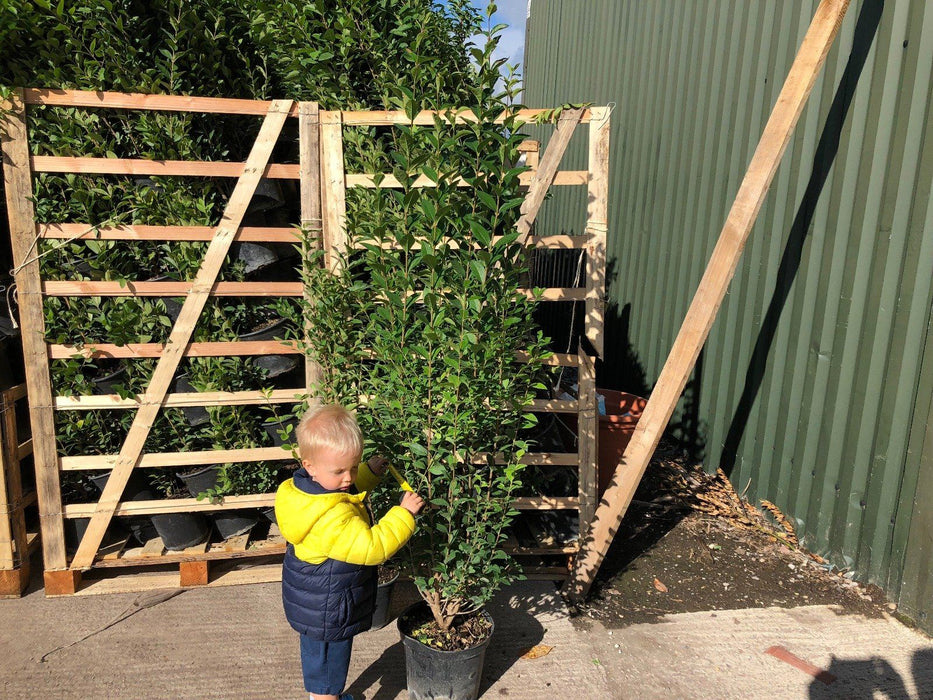 Green Privet 10 Litre 130/150cm