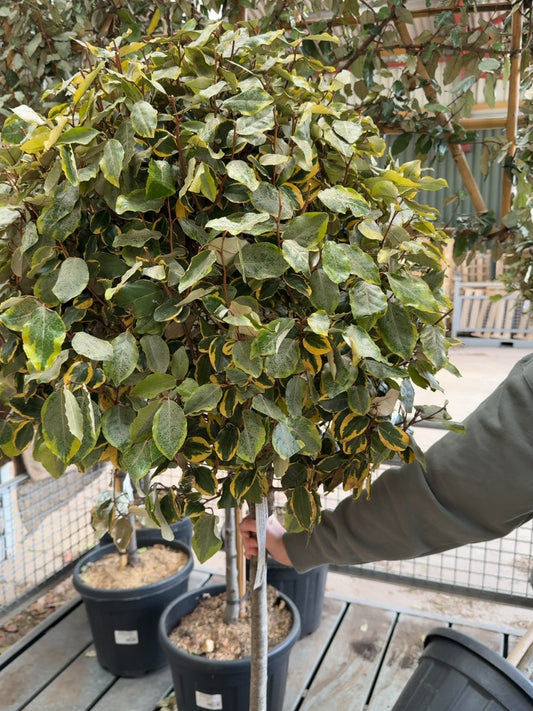 Elaeagnus x Vivileg Half Standard 45 Litre Pot