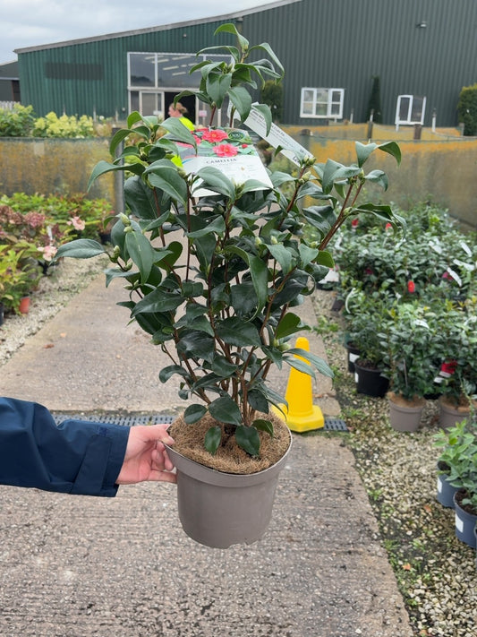 Camellia Reticulata Mary Williams 3 Litre Pot