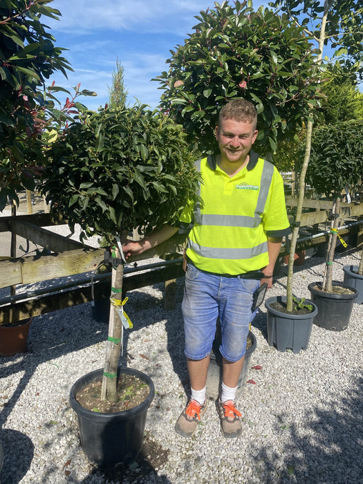 Prunus Lusitanica Brenelia 25 Litre Pot 1/2 Standard