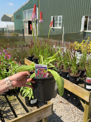 Primula Vialii 3 Litre Pot
