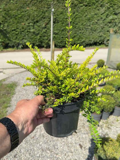 Lonicera Nit. Maigrun 3 Litre Pot