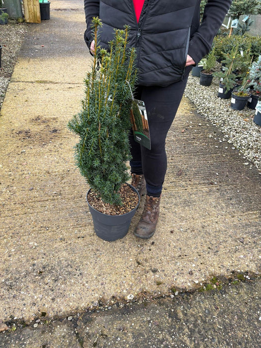Taxus Baccata David 10 Litre Pot 60-80cm