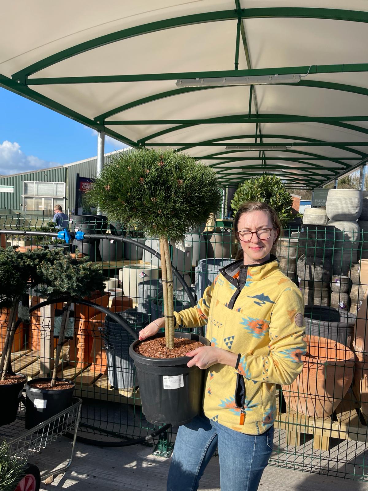 Pinus Nigra Nana 15 Litre Pot 50cm Stem