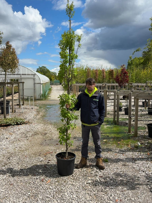Quercus Robur Fastigata Koster 6-8cm Girth