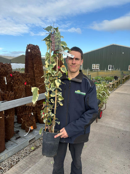 Hedera Dentata Variegata 4 Litre Pot