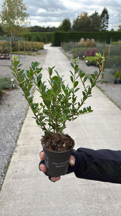 Ilex Crenata Hedging Pot 9cm 15/20cm