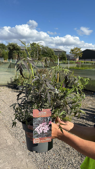 Sambucus Nigra Black Lace 4 Litre Pot 40/60cm