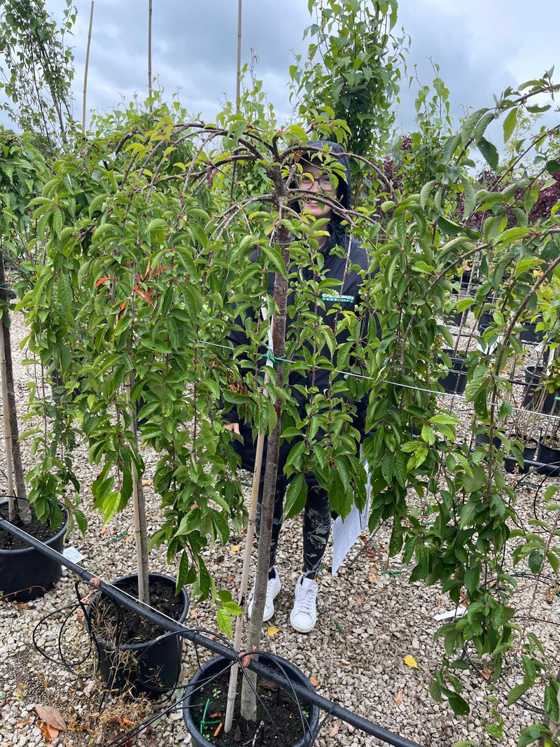 Prunus Snow Fountain Half Standard 10 Litre Pot