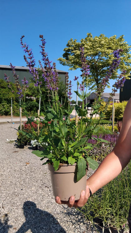 Salvia May Night 2 Litre Pot