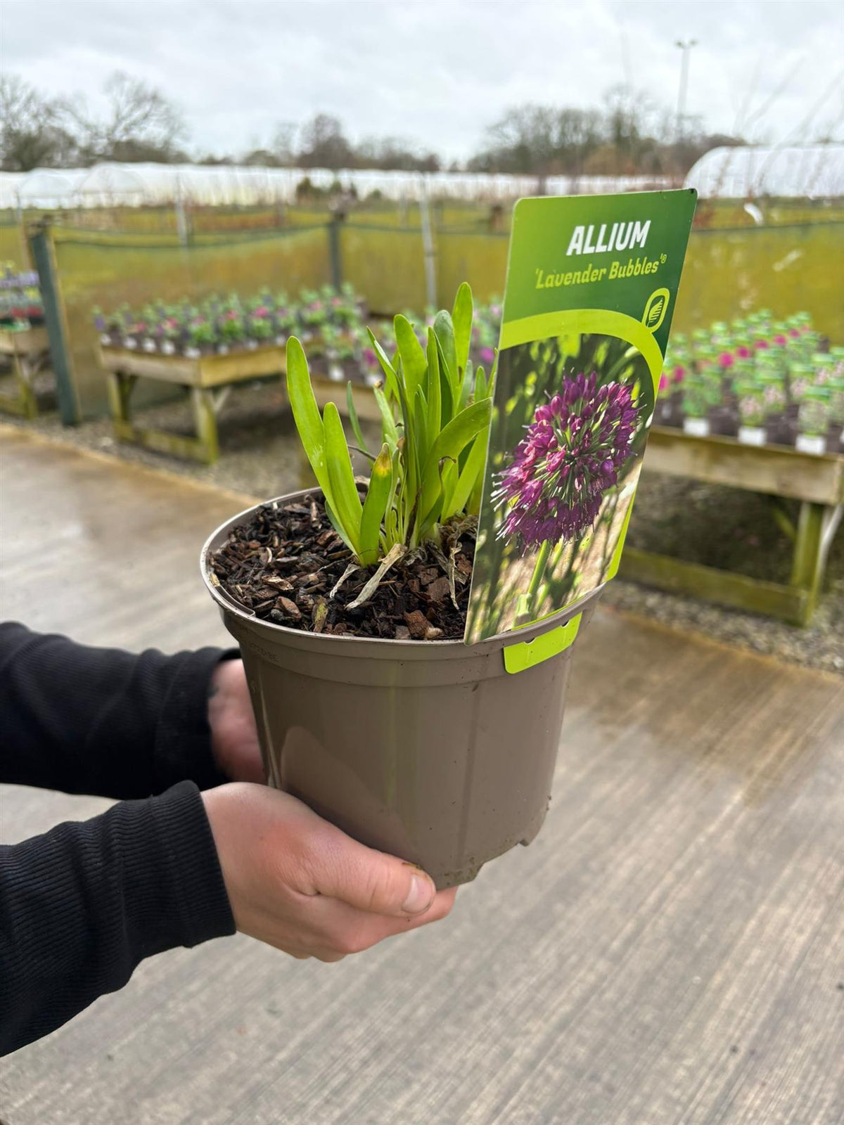 Allium Lavender Pink Bubbles 2 Litre Pot
