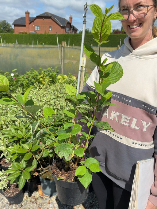 Cornus alba 'Sibirica' - Red-barked Dogwood 3 Litre Pot