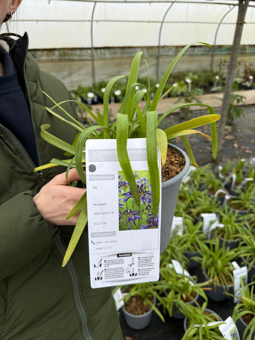 Agapanthus Poppin Purple 4.5 Litre Pot