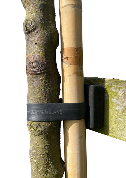 Tree Tie And Tree Pad