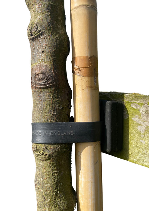 Tree Tie And Tree Pad