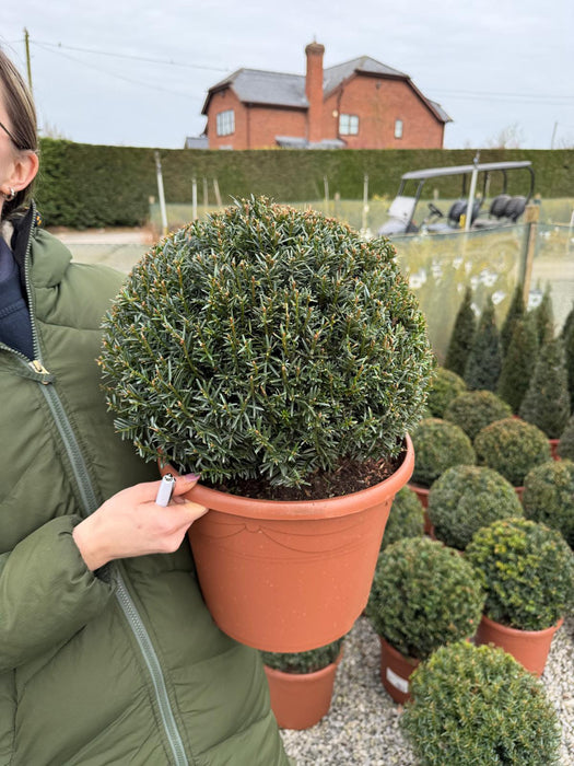 Yew - Taxus Baccata Ball 35cm 10 Litre Pot