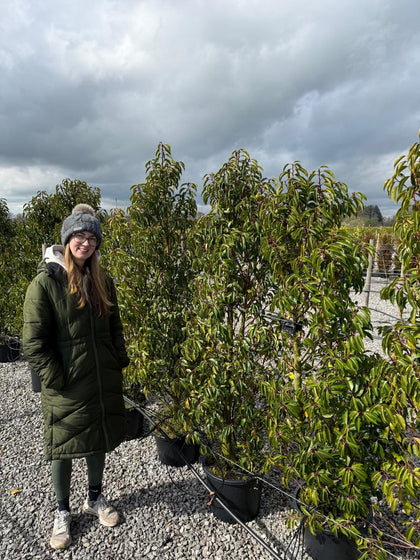 Portuguese Laurel Angustifolia 150/160cm Pot Grown Seconds